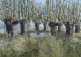 0004_kopfweiden_ruegen.jpg